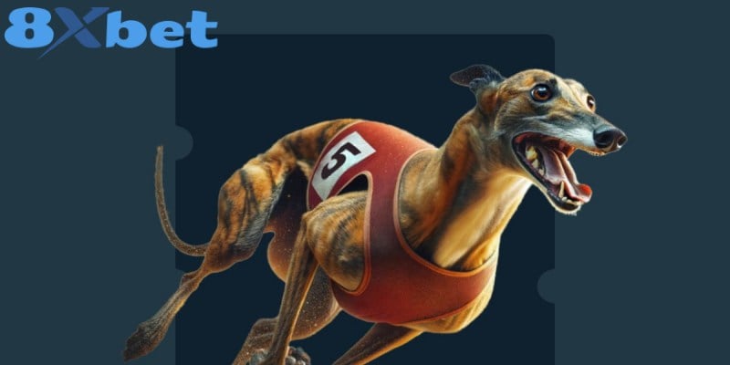 Phân loại các kèo cơ bản trong đua chó