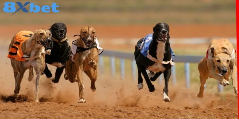 Những yếu tố ảnh hưởng trực tiếp đến kèo đua chó