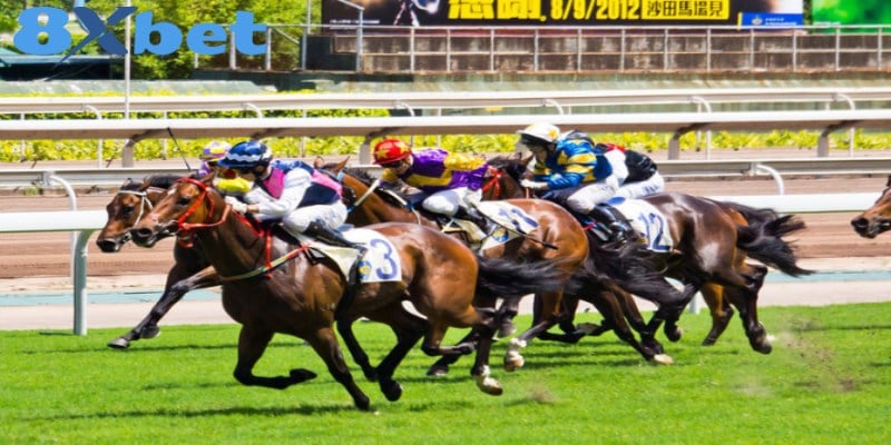 Chiêu soi kèo đua ngựa từ dân chơi lão luyện